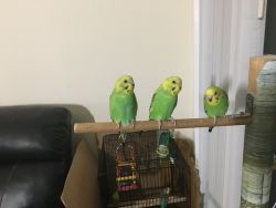 Parakeets ready to rehome