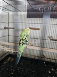 2 Male Parakeets