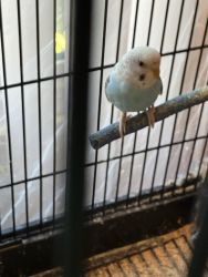 Young Budgies need home