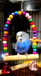 Blue Budgerigar with Cage, Toys and Food