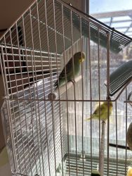 Selling baby budgies