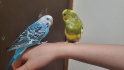 2 Budgerigars with cage