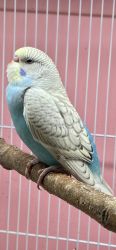 Budgies for sale in Berks Co. PA