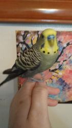 Parakeets giving away / selling