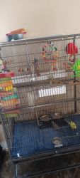 Hand tamed budgies for sale