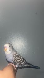 Tamed Baby Parakeet / Budgie
