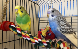 Two parakeet birds with cage