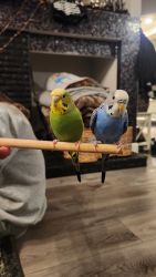 Pair of Two Cute Parakeets