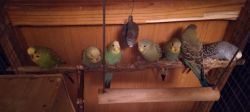 Parakeets! Proven breeeding pair with cage and toys