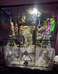 REHOMING: 4 sweet male budgies