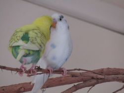 Two male budgies with cages and accessories