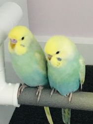 Two beautiful Budgies, large and travel Cage, Toys and Accessories