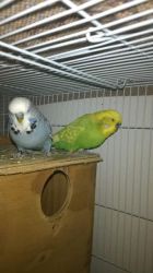 English Budgies or Budgie for Sale
