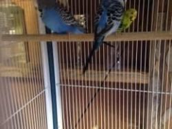 2 budgies left for sale.