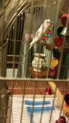 Budgie needs new forever home