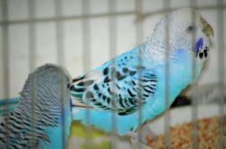 2 Budgies For Sale