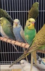 Budgies15-20 , Lovebirds30-35 For Sale