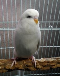 Hand-tamed Budgies for Sale