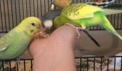 Budgies In need of New Home