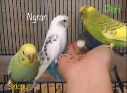 Budgies In Need Of Rehoming