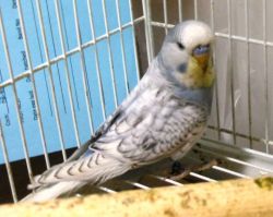 ENGLISH BUDGIES ----BREEDERS ++YOUNG ONES