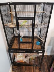 Cage with 3 budgies