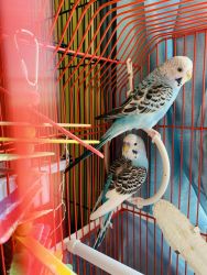 Two blue budgies for sale