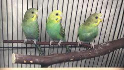 Baby parakeets
