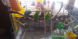 Three Parakeets with Small (Large Travel Size) Cage.