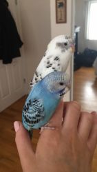Two Budgies for Sale