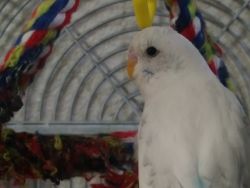 4 Beautiful Budgies For Sale (With All The Essentials)