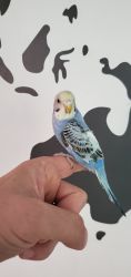 3 MONTH hand tamed and fed BUDDGERIGAR PARAKEET MALE