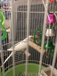 Sweet white and grey parakeet needs a loving home!!