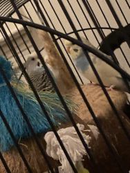 3 parakeets for sale