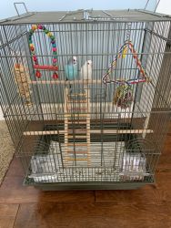 Parakeets/Budgies for sale (includes all supplies!)