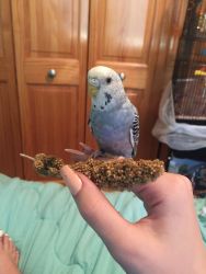 Meatball (experienced bird owners only