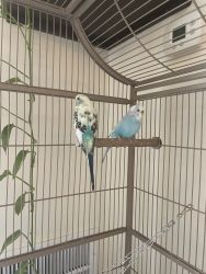 2 sweet blue budgies + beautiful large cage