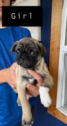 Bugg puppy’s ready for forever home