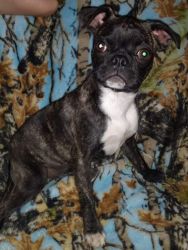 REDUCED TO $500! Bugg Female (Pug/Boston Terrier)