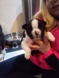Bugg puppy for sale