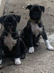 2 male puppies ready for their new home today!