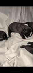 7 Adorable Pug/Boston Terrior pups!
