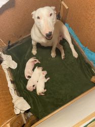 Bull Terrier AKC Certified with Pedigree