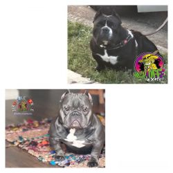 Exotic Bully Pups (ALL SOLD)