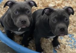 Blue exotic bullies for sale