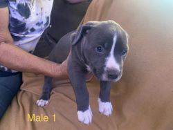 Pit Bull terrier puppies