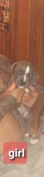 Blue pit, red nose bull for sell..