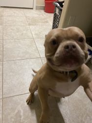 Bully adult male for sale