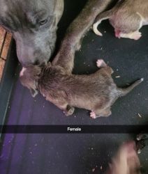 Pitbull puppies 2 female's 1 male