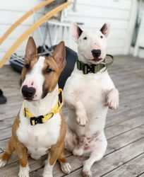 Bull terrier puppies for adoption
